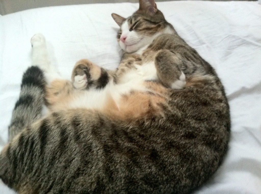 当弗拉霍维奇成为风暴眼，解析拜仁如何用无解定义锋线新维度