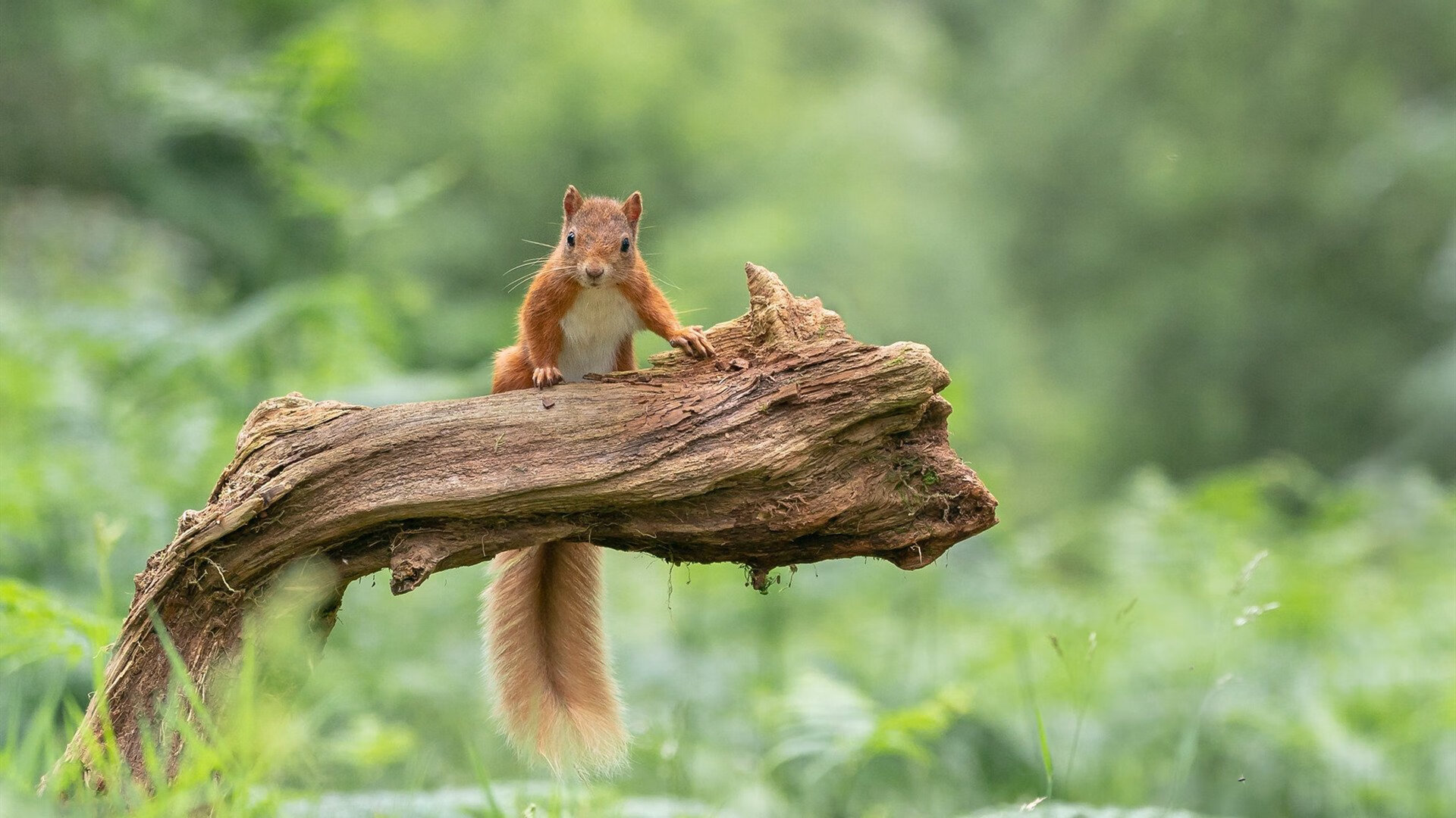 北欧铁血碰撞美式狂飙!挪威巨兽血拼雷恩,托尼西决生死战封神接管